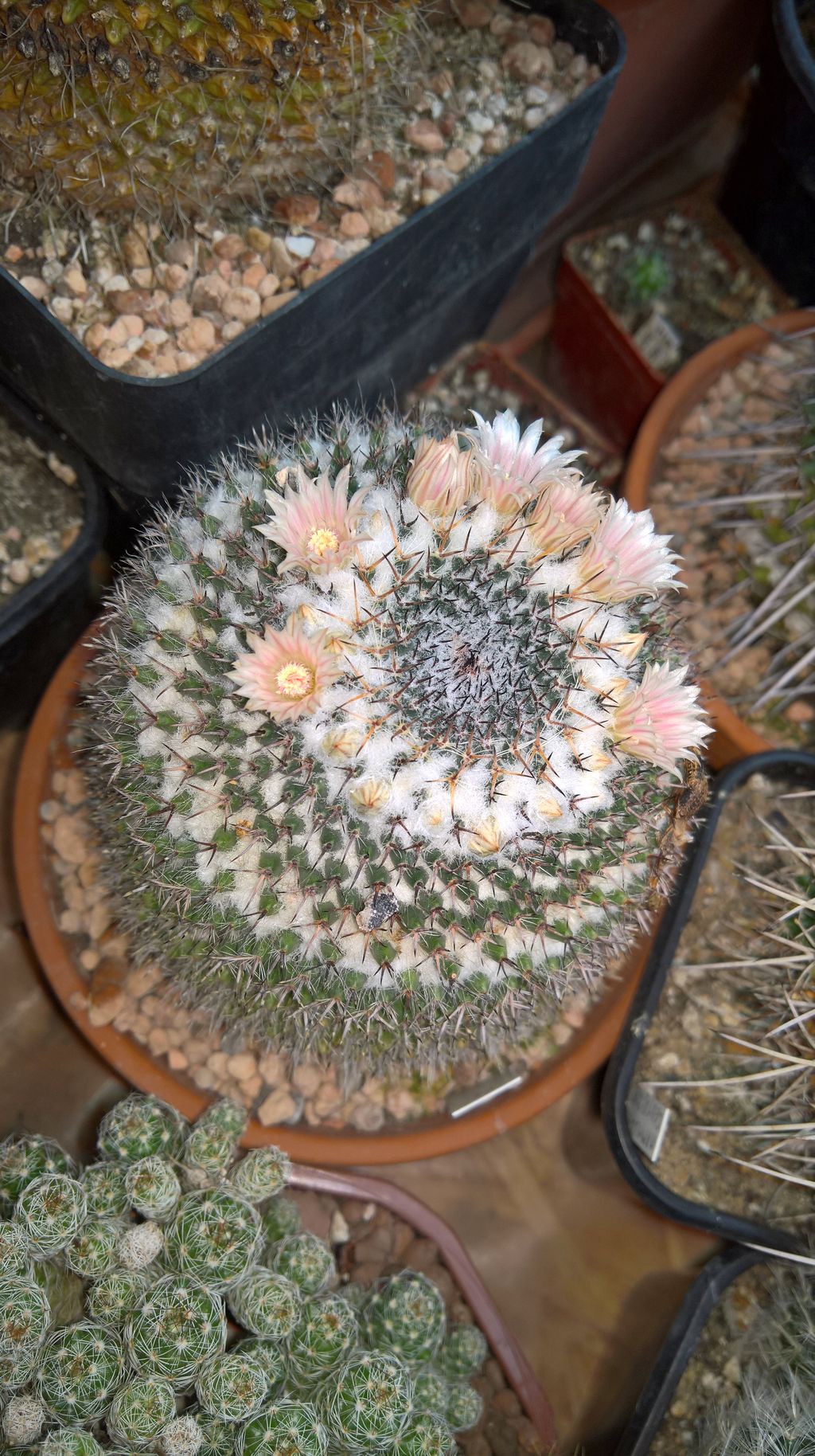 Mammillaria formosa